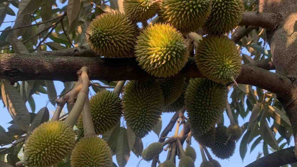 npk-20-20-20-duong-trai-non-sau-rieng