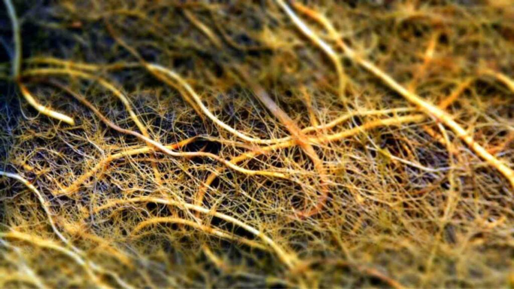 phan-bon-kich-re (2)