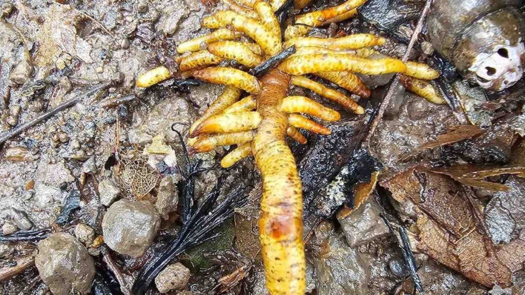 phan-bon-kich-re (3)