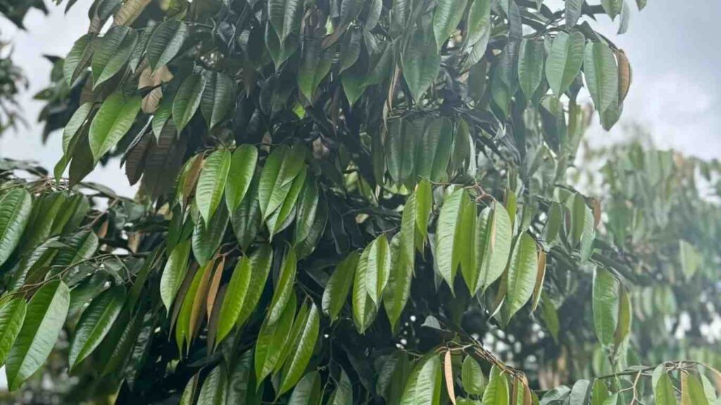 phan-bon-kich-re (4)