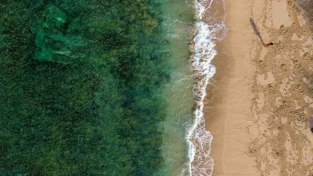 phan-bon-tu-rong-bien