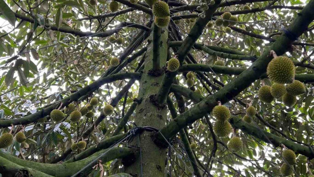 trai-non-sau-rieng (2)