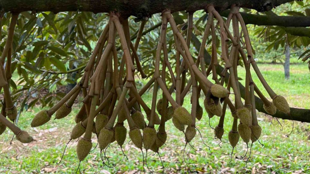 trai-non-sau-rieng (3)