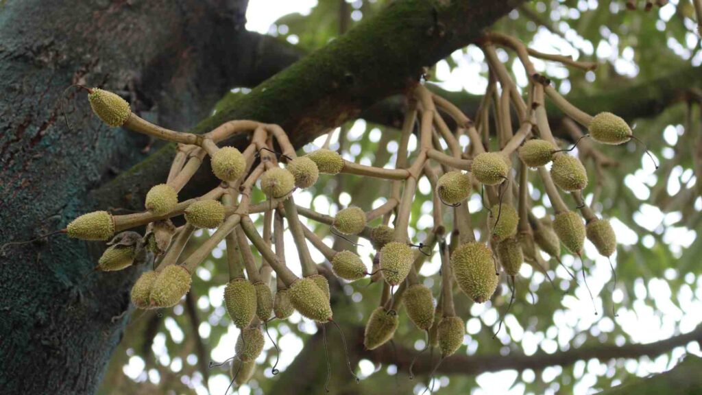 trai-non-sau-rieng (4)