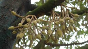 trai-non-sau-rieng (4)