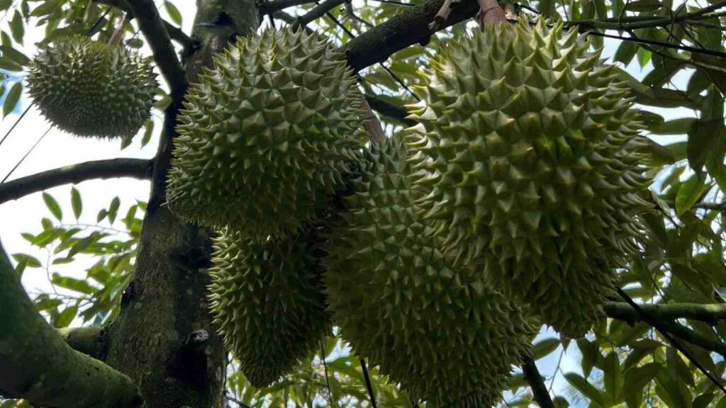 xanh-gai-trai-sau-rieng