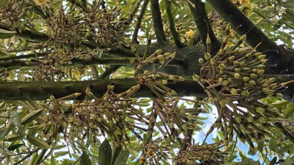 Brassinolide-giup-tang-dau-trai