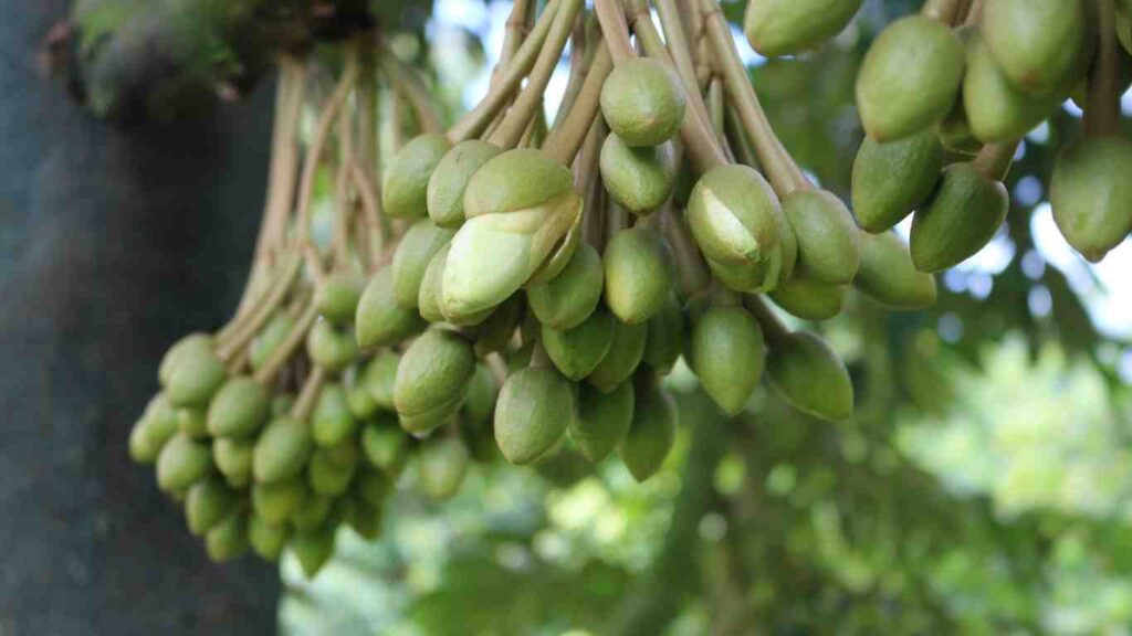 Brassinolide-on-dinh-sinh-ly-cay