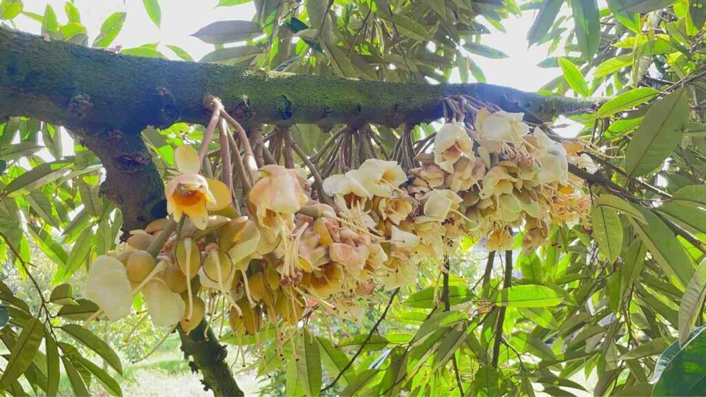 hoa-sau-rieng-xo-nhuy