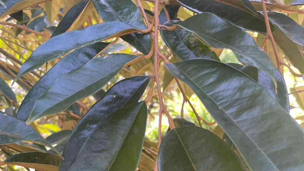 lan-86-lam-gia-la-sau-rieng