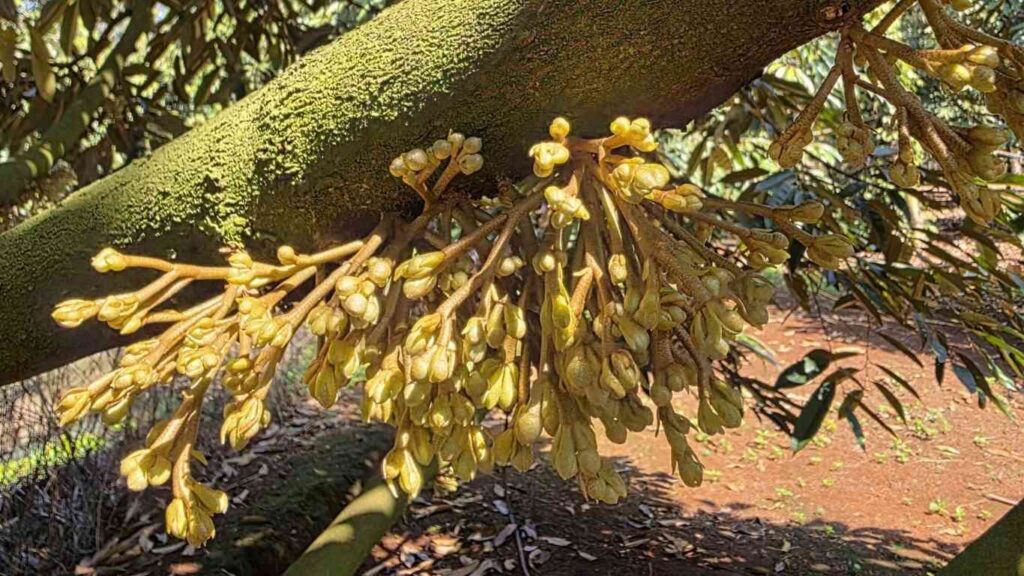 lan-86-tao-mam-hoa-sau-rieng