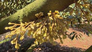 lan-86-tao-mam-hoa-sau-rieng