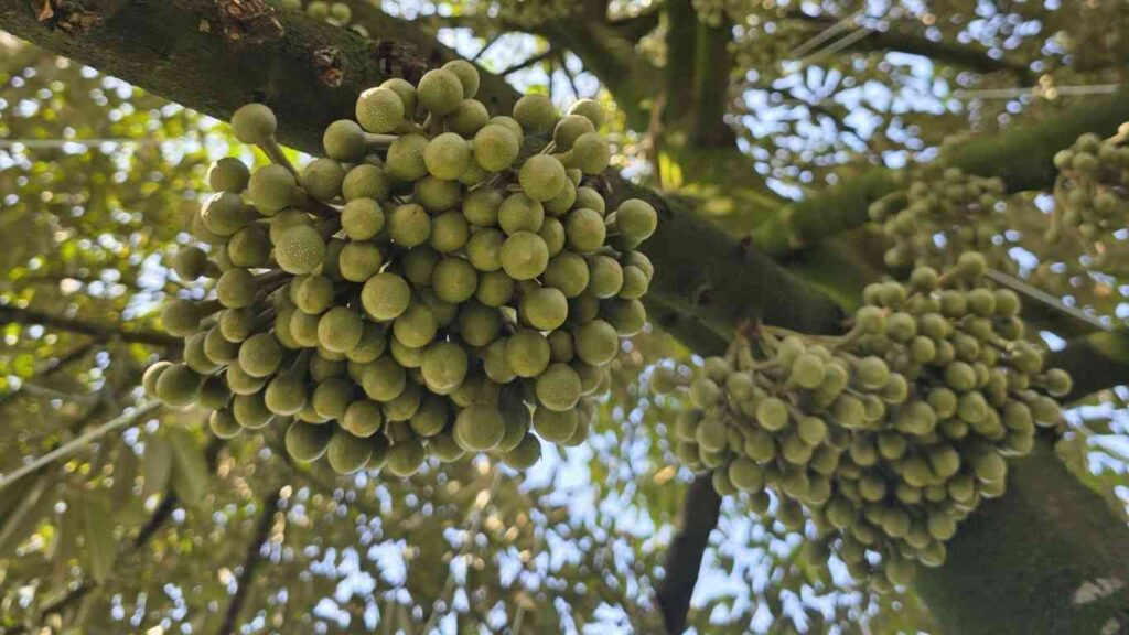 lan-tao-mam-hoa-sau-rieng