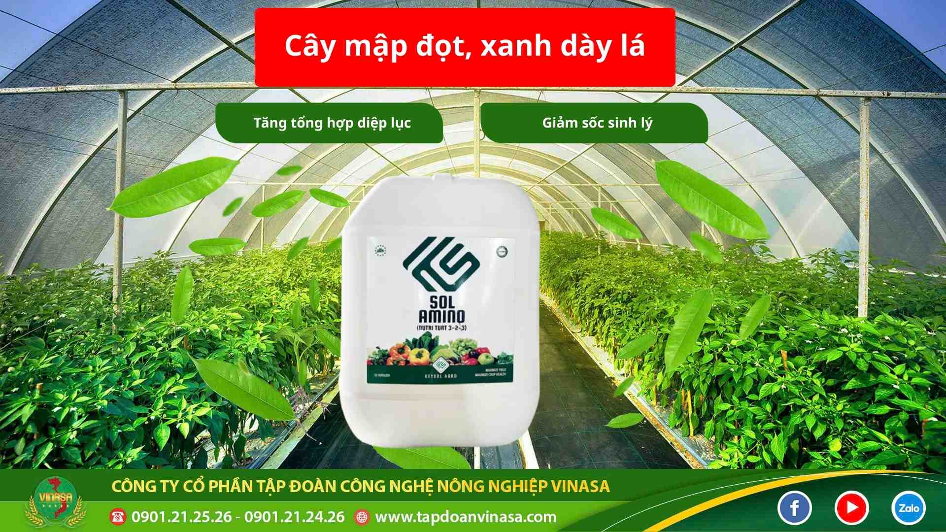 phan-bon-sol-amino phan-bon-sol-amino