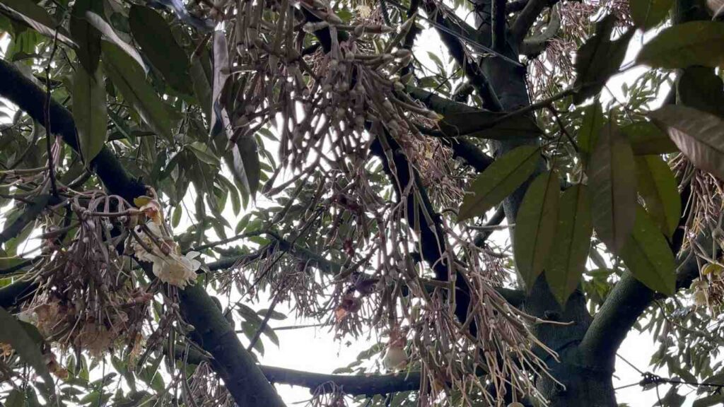 sau-rieng-xo-que-diem