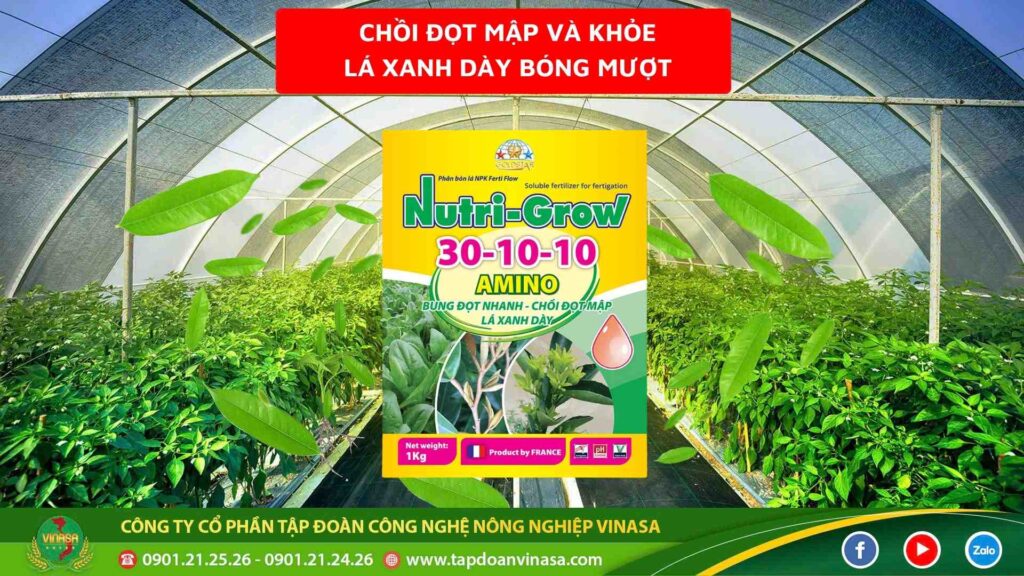 NUTRI – GROW 30-10-10 - AMINO