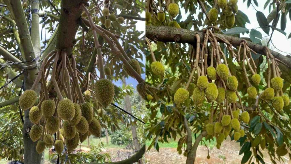 chất điều hòa sinh trưởng