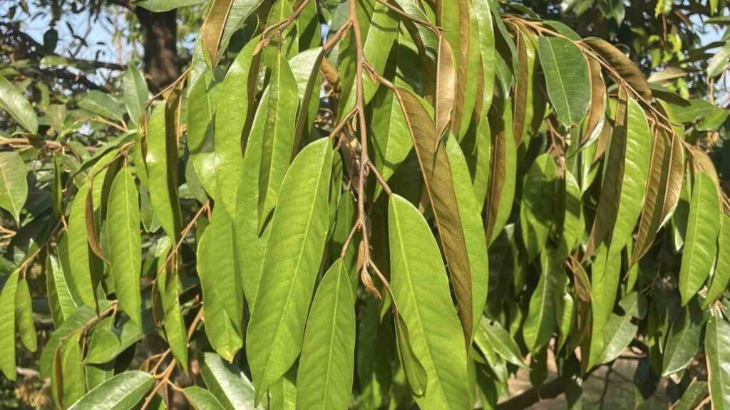 chan-dot-sau-rieng (1)