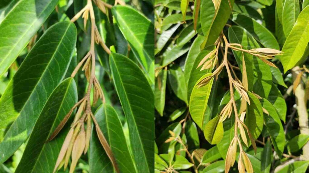 chan-dot-sau-rieng (2)