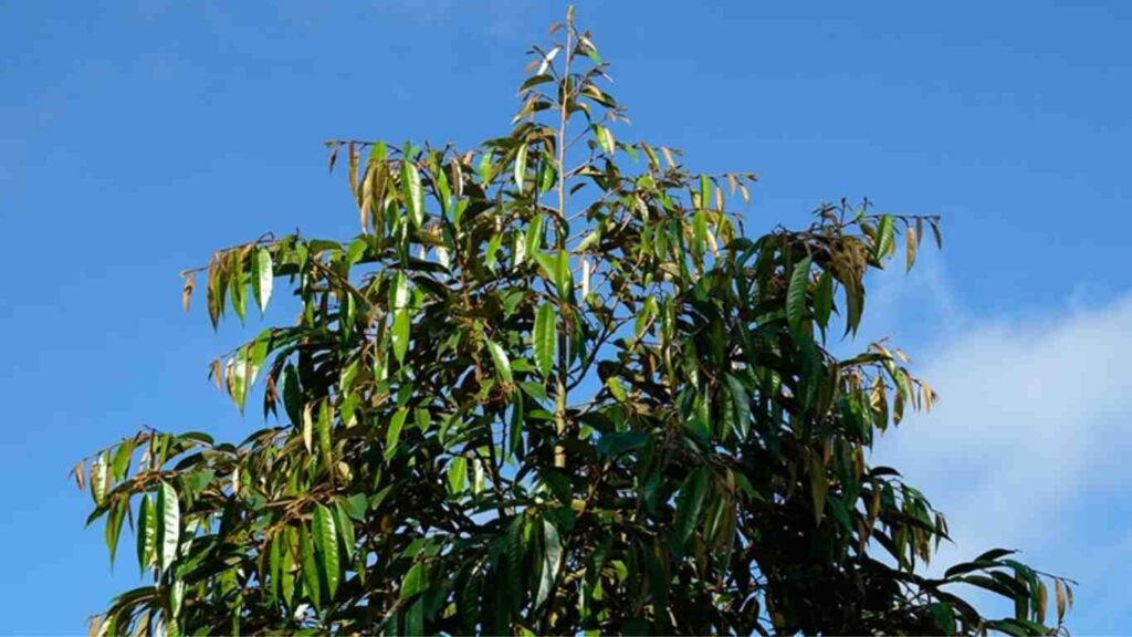 dot-la-sau-rieng (1)