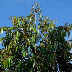 dot-la-sau-rieng (1)