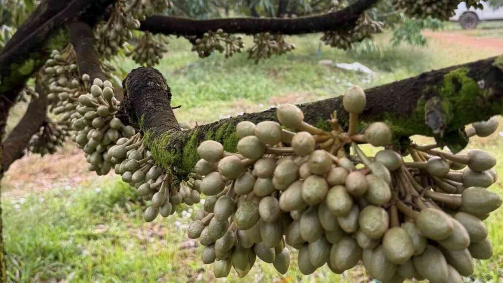 kali-bo-co-tac-dung-gi