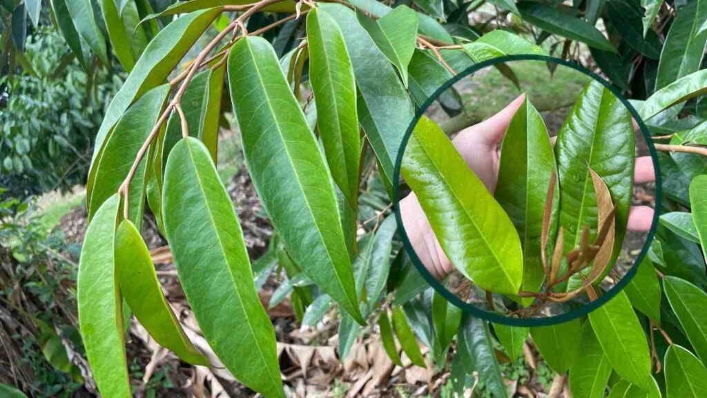 keo-dot-sau-rieng (1)