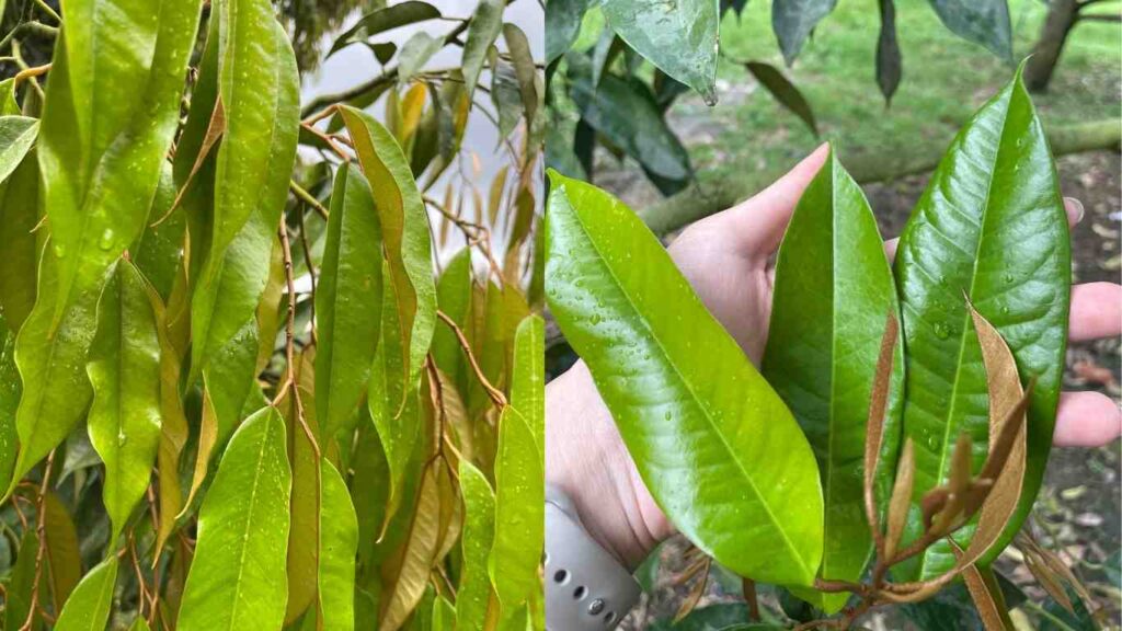 phuc-hoi-sau-rieng-sau-thu-hoach (1)