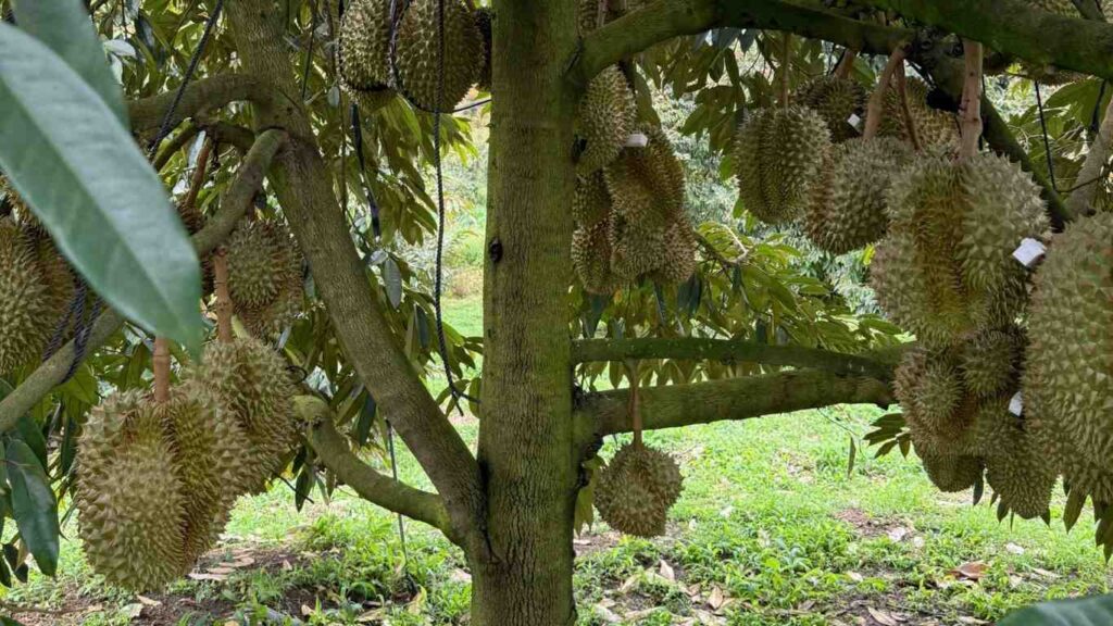 phuc-hoi-sau-rieng-sau-thu-hoach