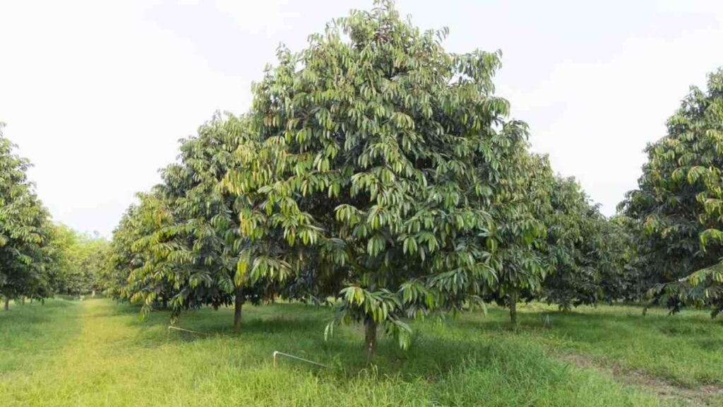 phuc-hoi-sau-rieng-sau-thu-hoach (2)