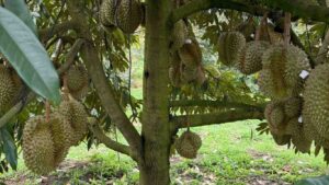 phuc-hoi-sau-rieng-sau-thu-hoach