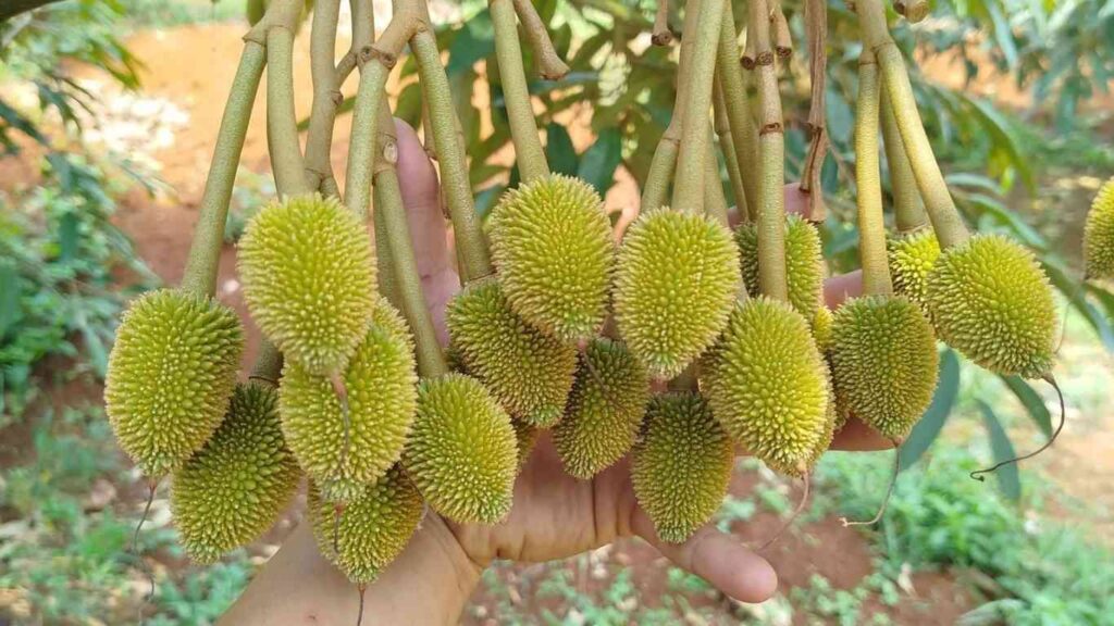 tang-dau-trai-sau-rieng