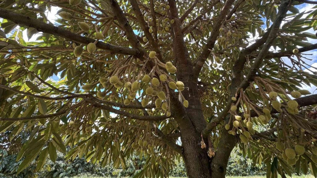 trai-non-sau-rieng-1 (1)