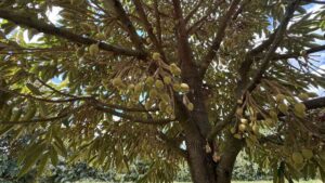 trai-non-sau-rieng-1 (1)