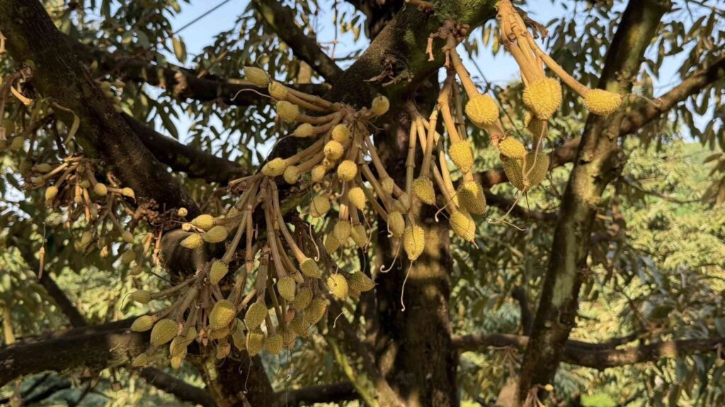 trai-non-sau-rieng-1