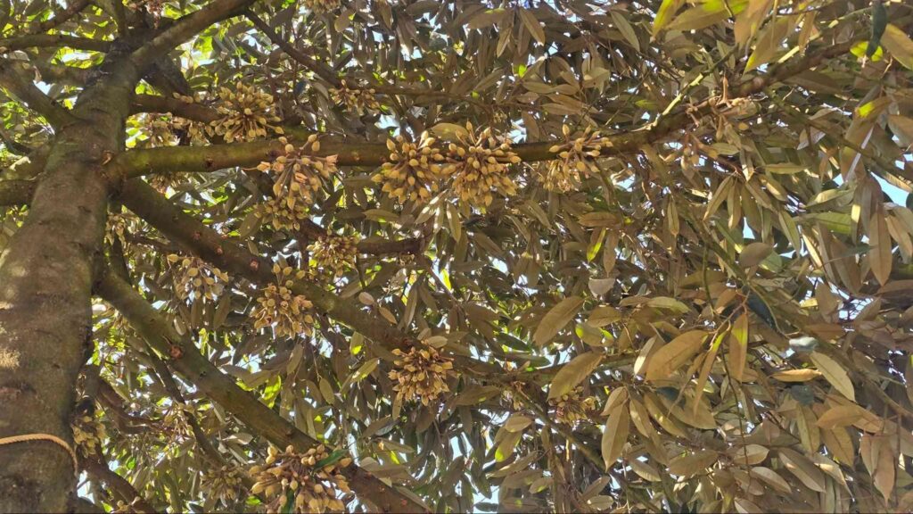 trai-non-sau-rieng (1)