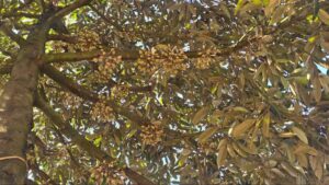 trai-non-sau-rieng (1)