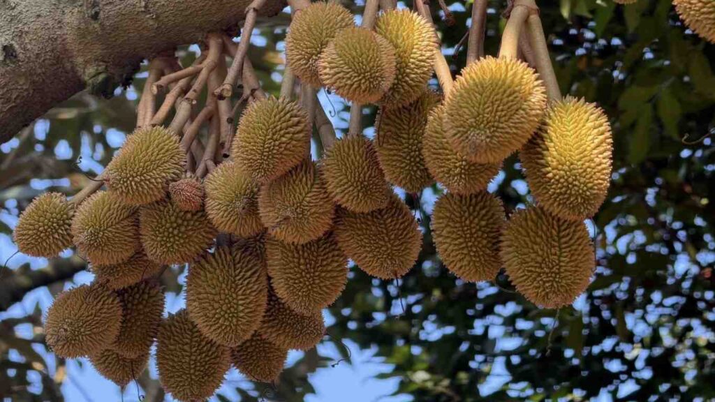 chất điều hòa sinh trưởng