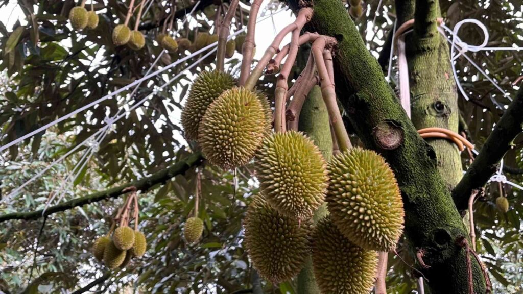 trai-non-sau-rieng (2)