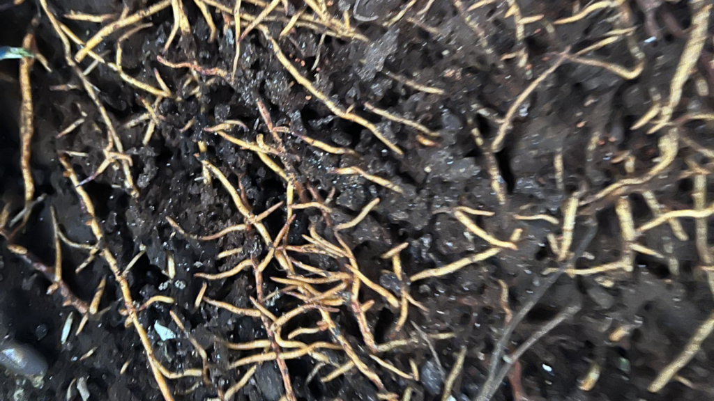 quản lý bộ rễ sầu riêng