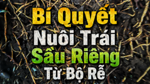 Bí quyết nuôi trái sầu riêng từ bộ rễ