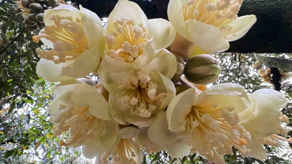 cách tạo mầm hoa sầu riêng 