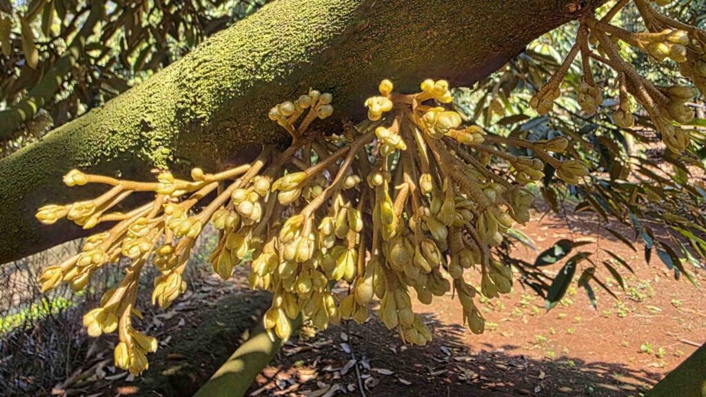 cách tạo mầm hoa sầu riêng 