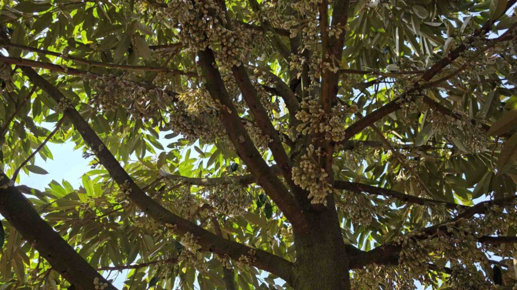 cách tạo mầm hoa sầu riêng