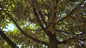 cách tạo mầm hoa sầu riêng