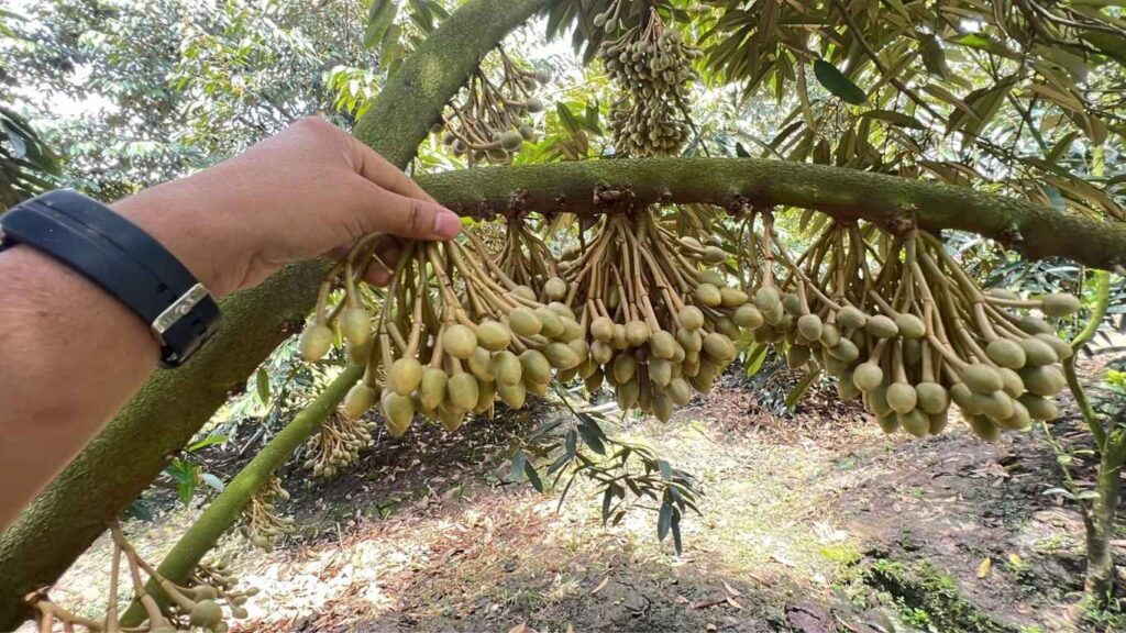 cách tỉa bông sầu riêng