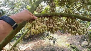 cách tỉa bông sầu riêng