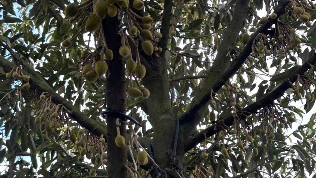 Chăm sóc sầu riêng mới đậu trái