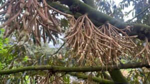 chống rụng que diêm sầu riêng