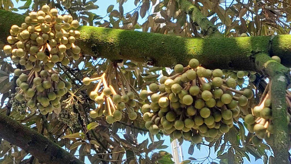 cách tạo mầm hoa sầu riêng 